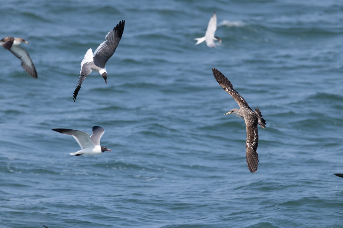 Scopoli's Shearwater - ML638512178