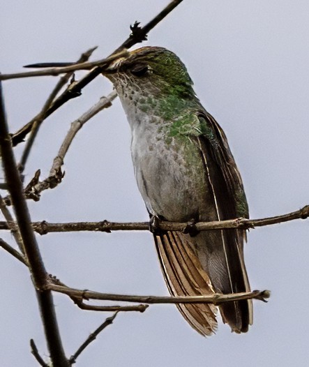 Green-and-white Hummingbird - ML638512194