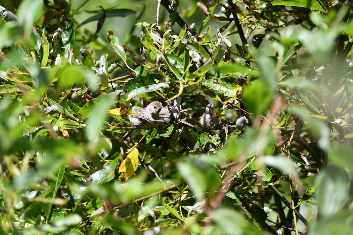 Bushtit (Pacific) - ML638512207