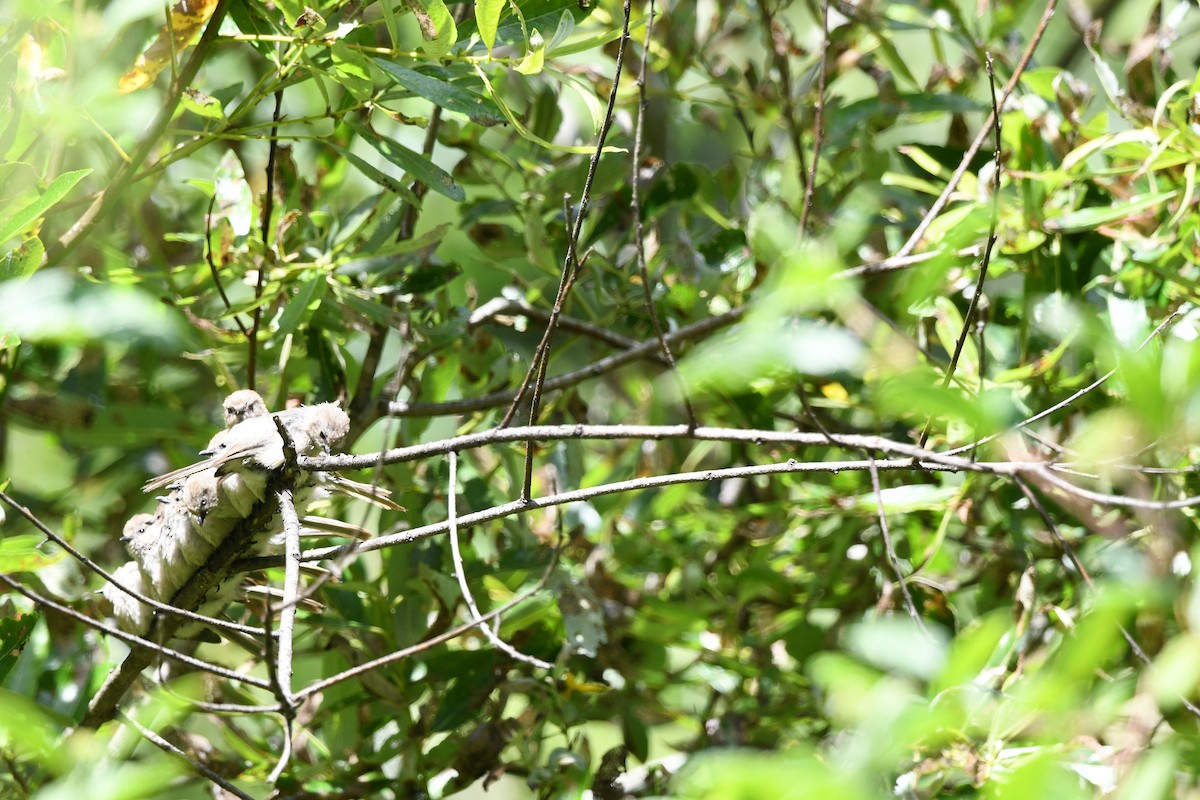 Bushtit (Pacific) - ML638512211