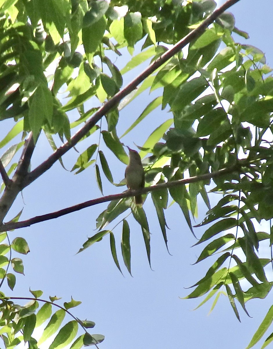 Northern House Wren - ML638512214