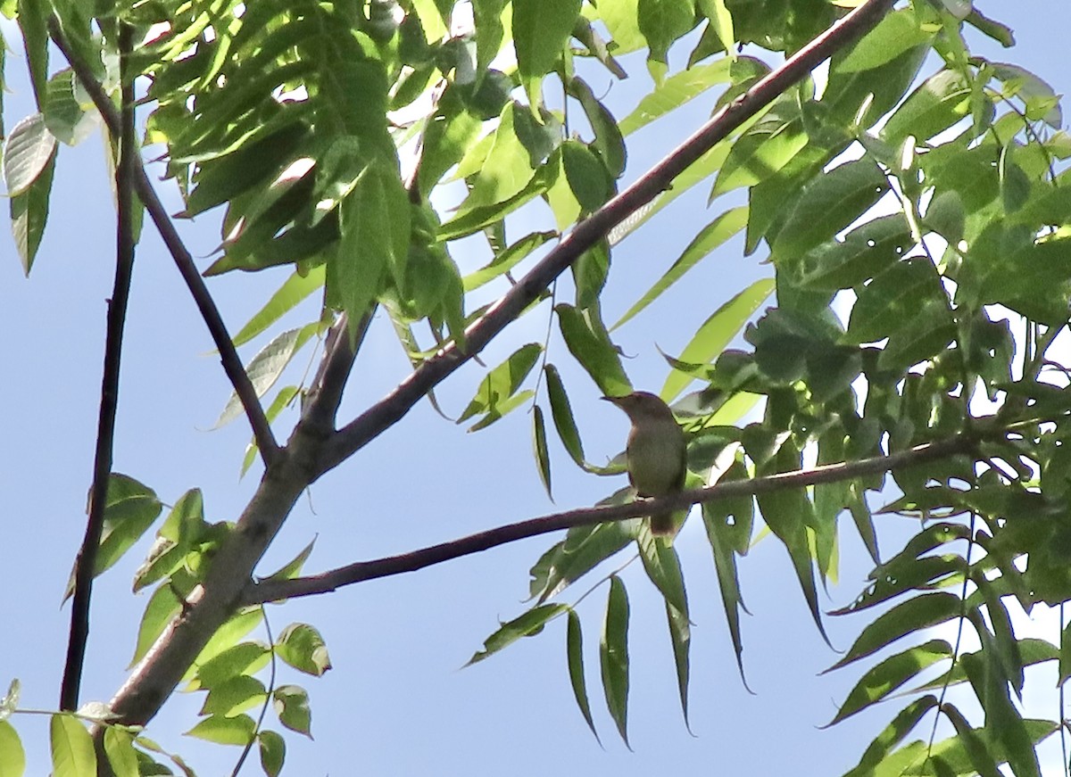 Northern House Wren - ML638512215