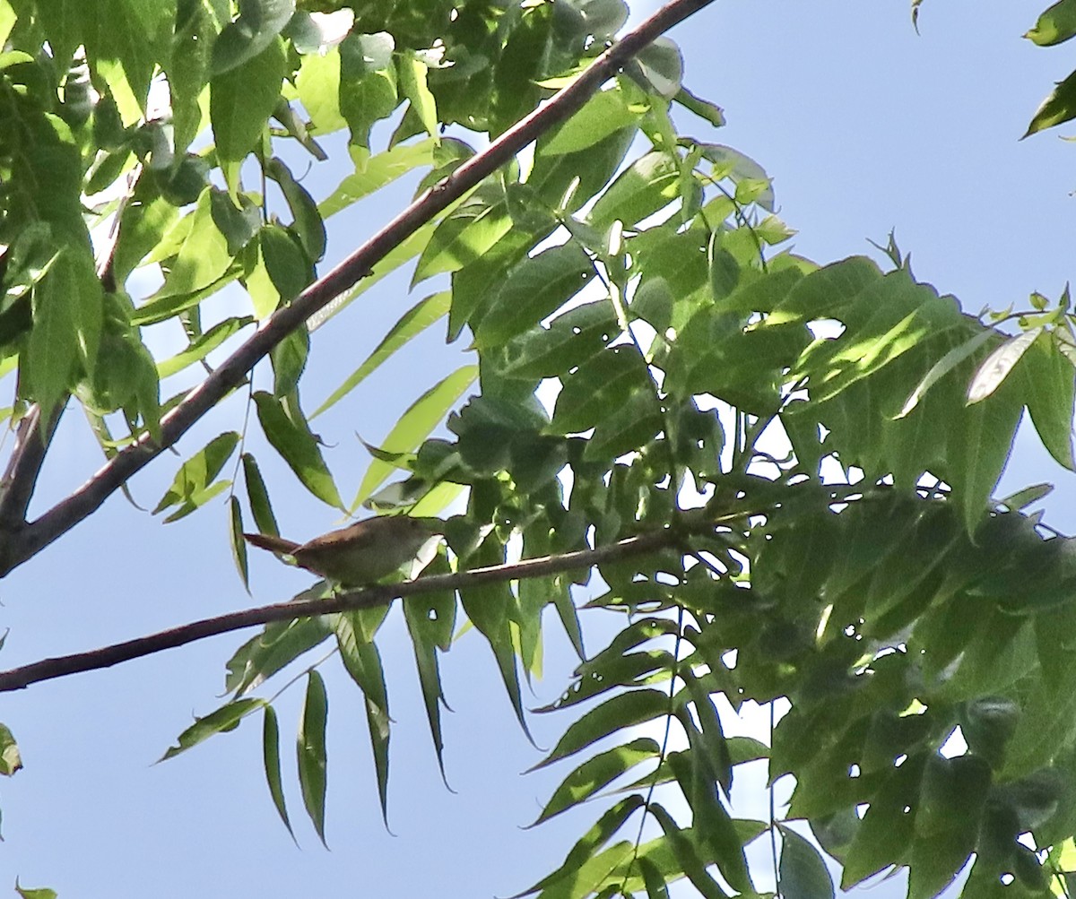 Northern House Wren - ML638512216