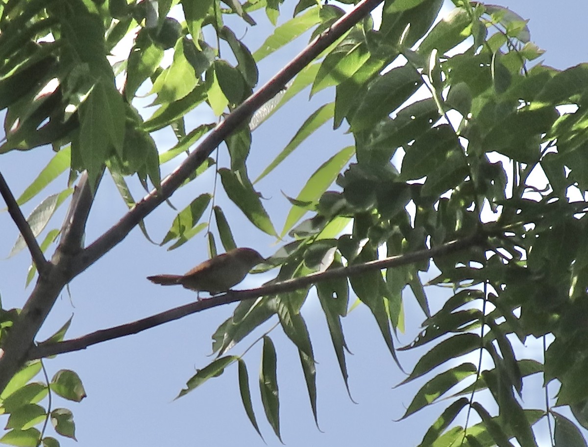 Northern House Wren - ML638512217