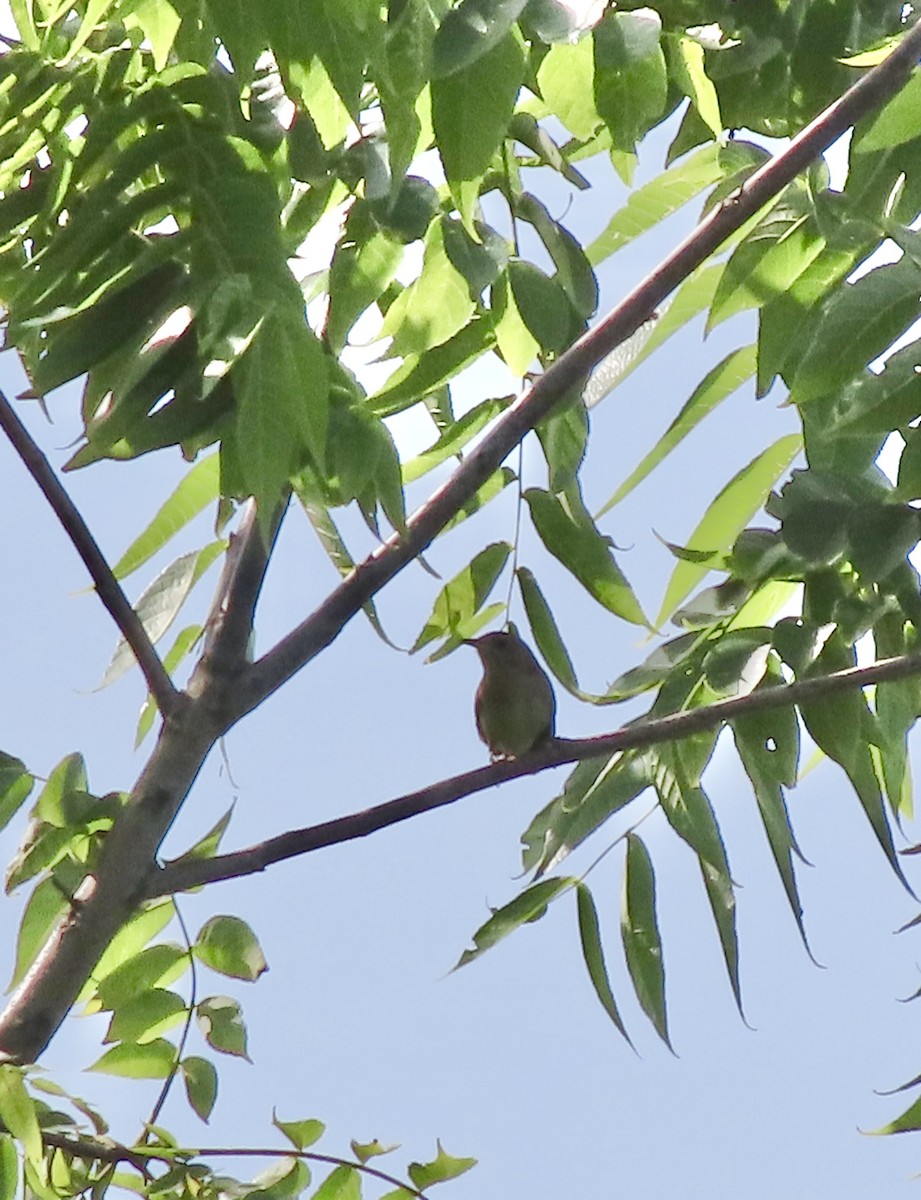 Northern House Wren - ML638512218