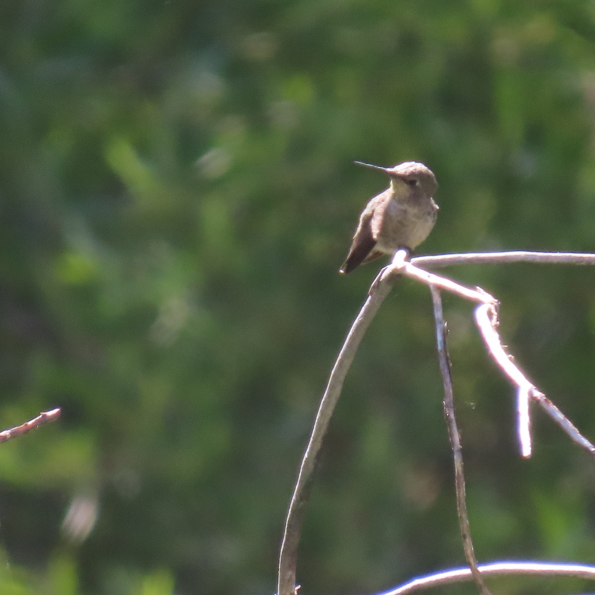 hummingbird sp. - ML638512219