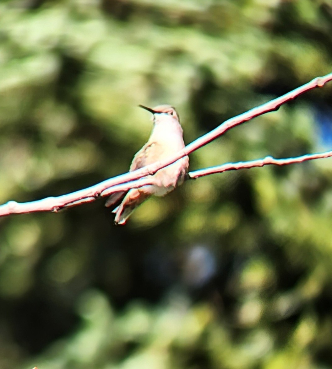 Calliope Hummingbird - ML638512221