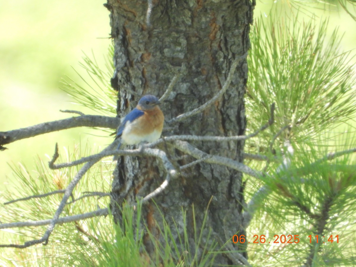 Eastern Bluebird - ML638512224