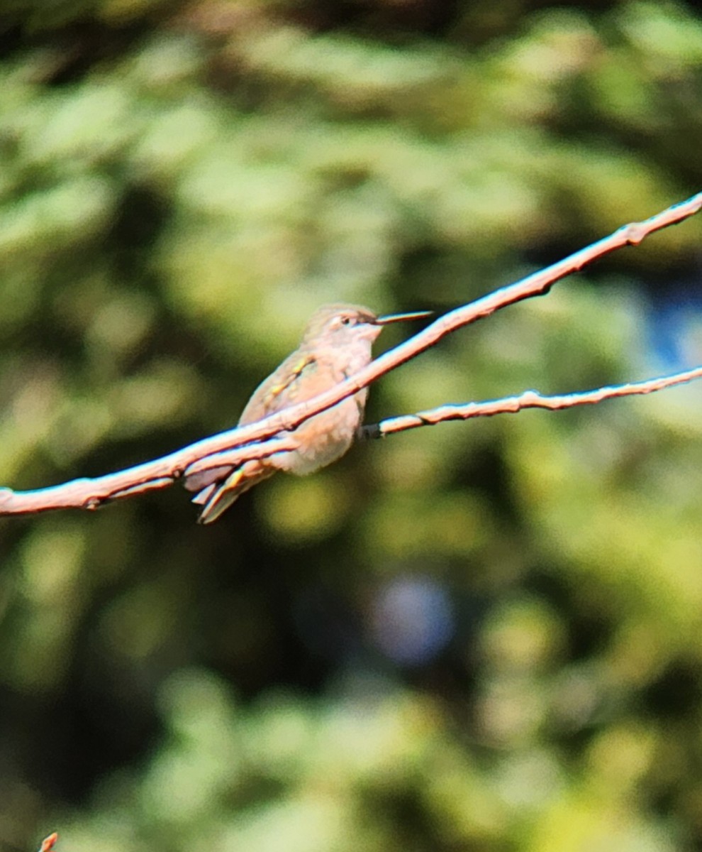 Calliope Hummingbird - ML638512225