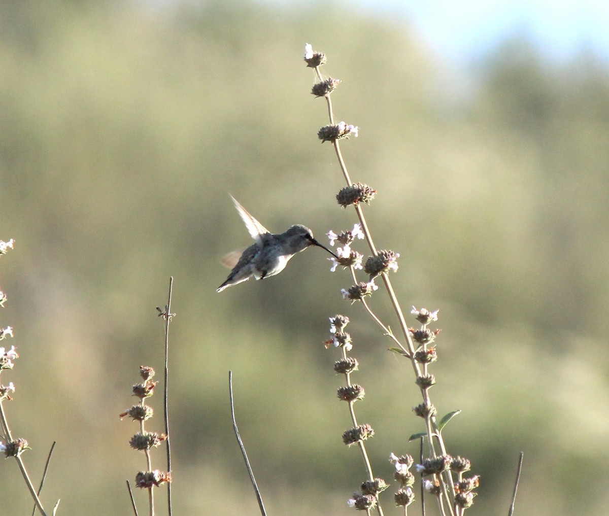 Costa's Hummingbird - ML638512236
