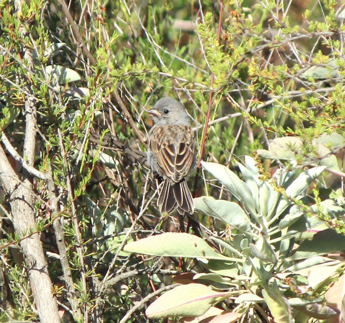 Black-chinned Sparrow - ML638512238