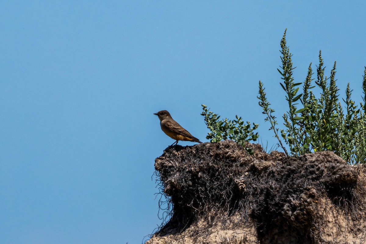 Say's Phoebe - ML638512242