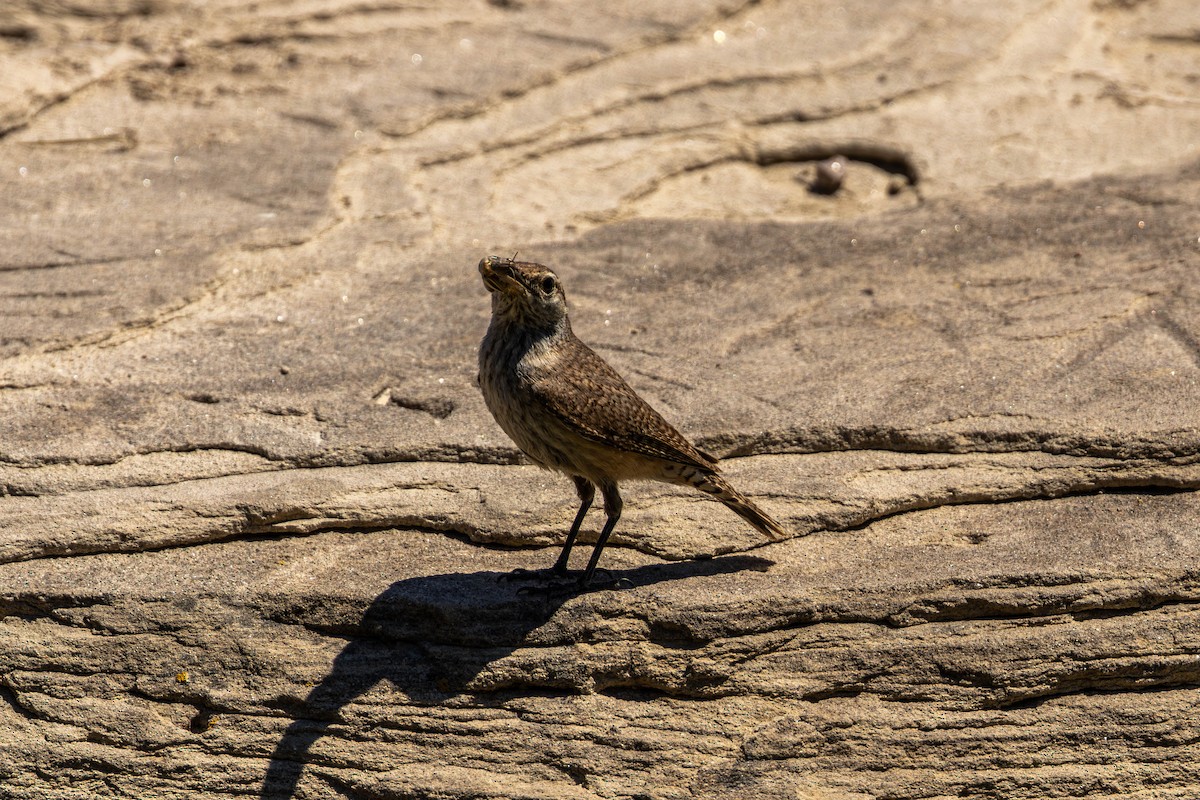 Rock Wren - ML638512244