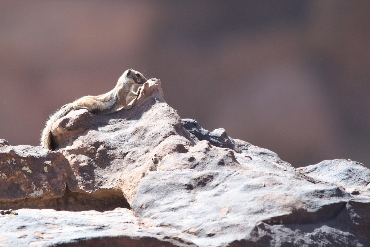 Barbary Ground Squirrel - ML638512245