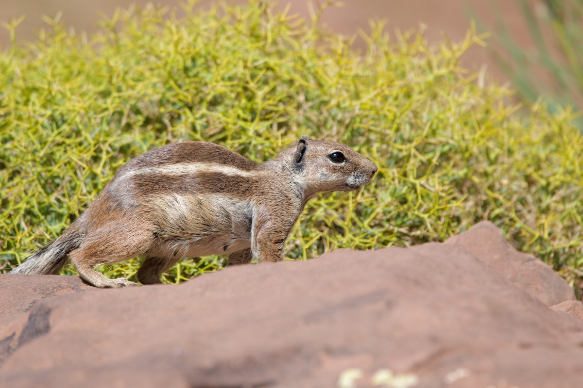 Barbary Ground Squirrel - ML638512246