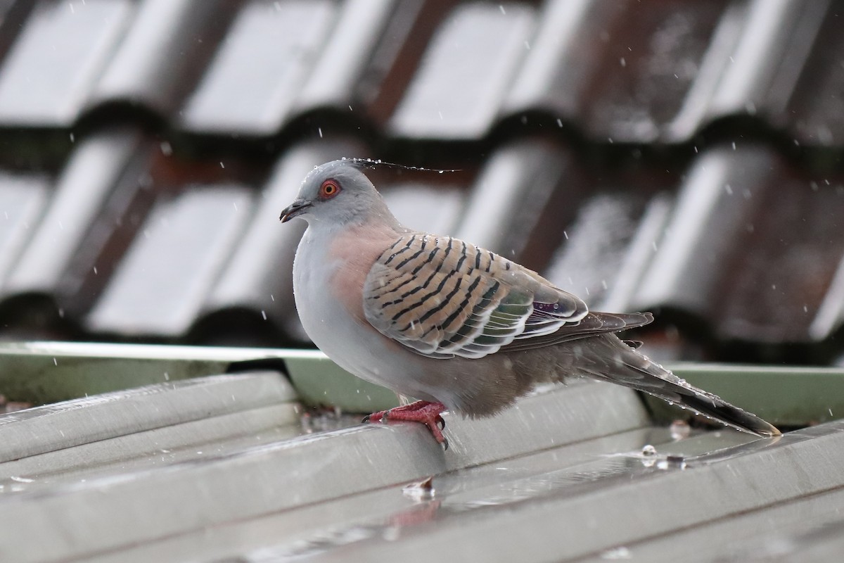 Crested Pigeon - ML638512248