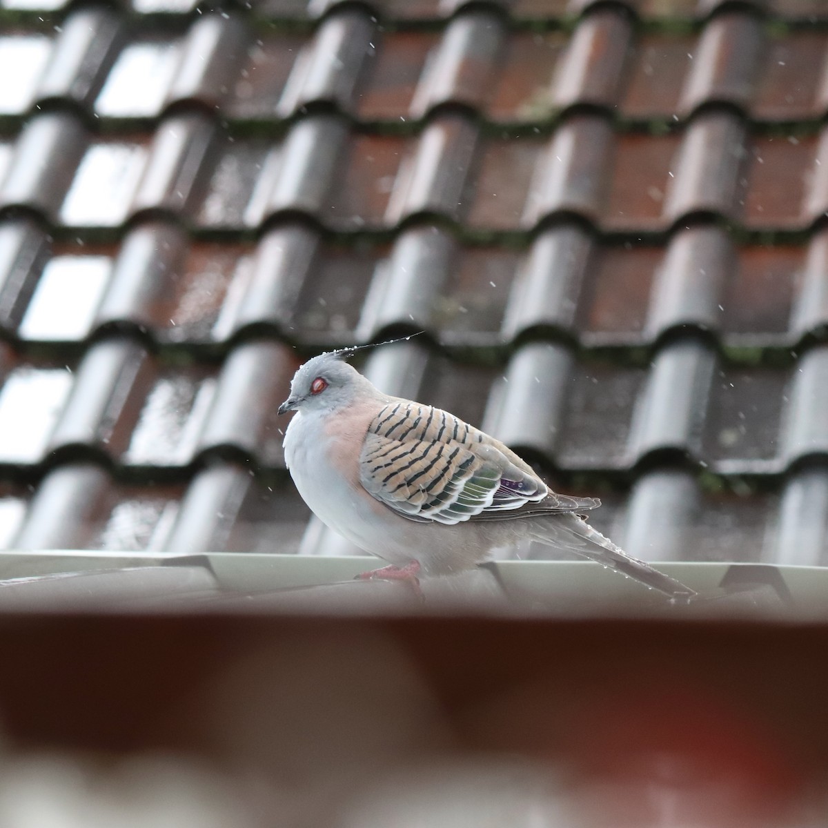 Crested Pigeon - ML638512250