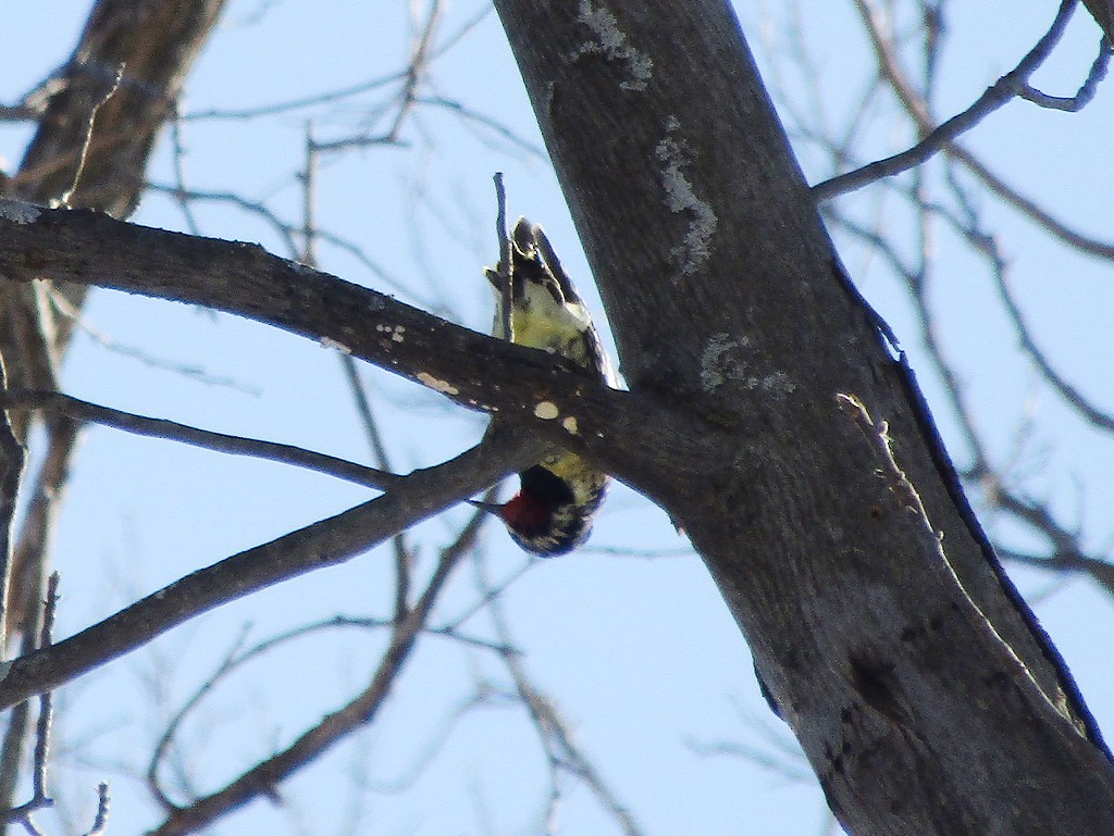 Yellow-bellied Sapsucker - ML638512254