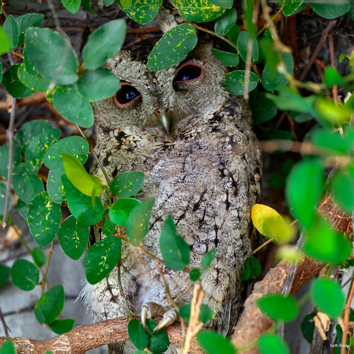 Collared Scops-Owl - ML638512281