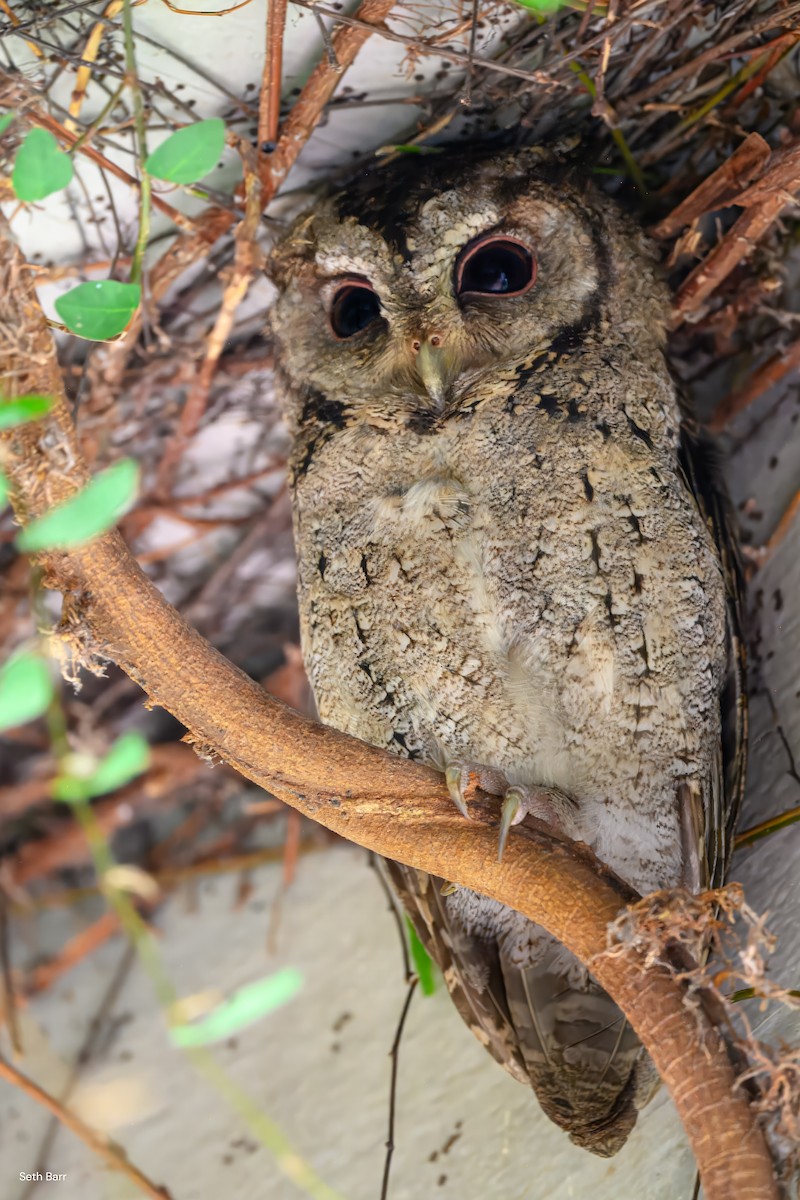 Collared Scops-Owl - ML638512282