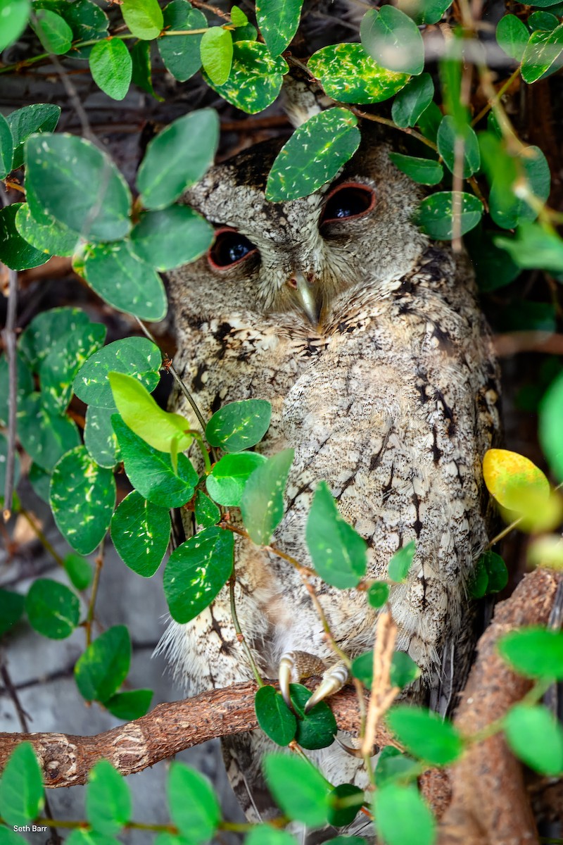 Collared Scops-Owl - ML638512283
