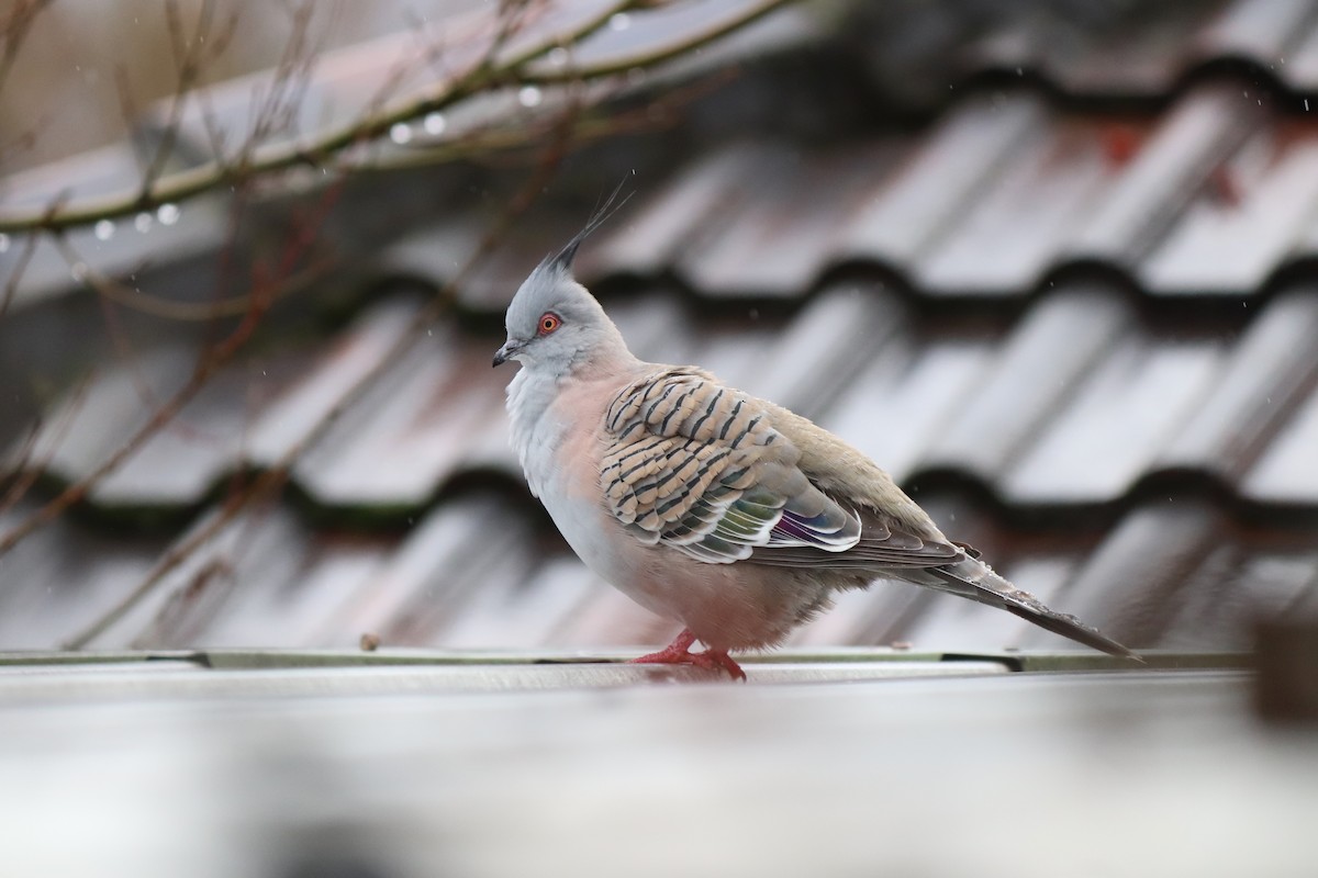 Crested Pigeon - ML638512284