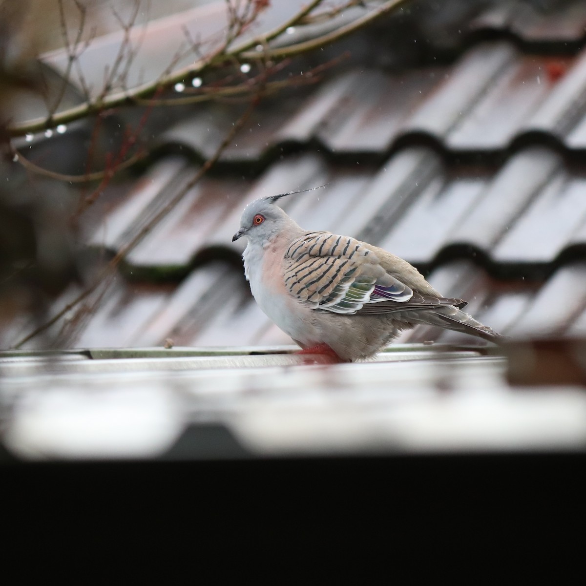 Crested Pigeon - ML638512285