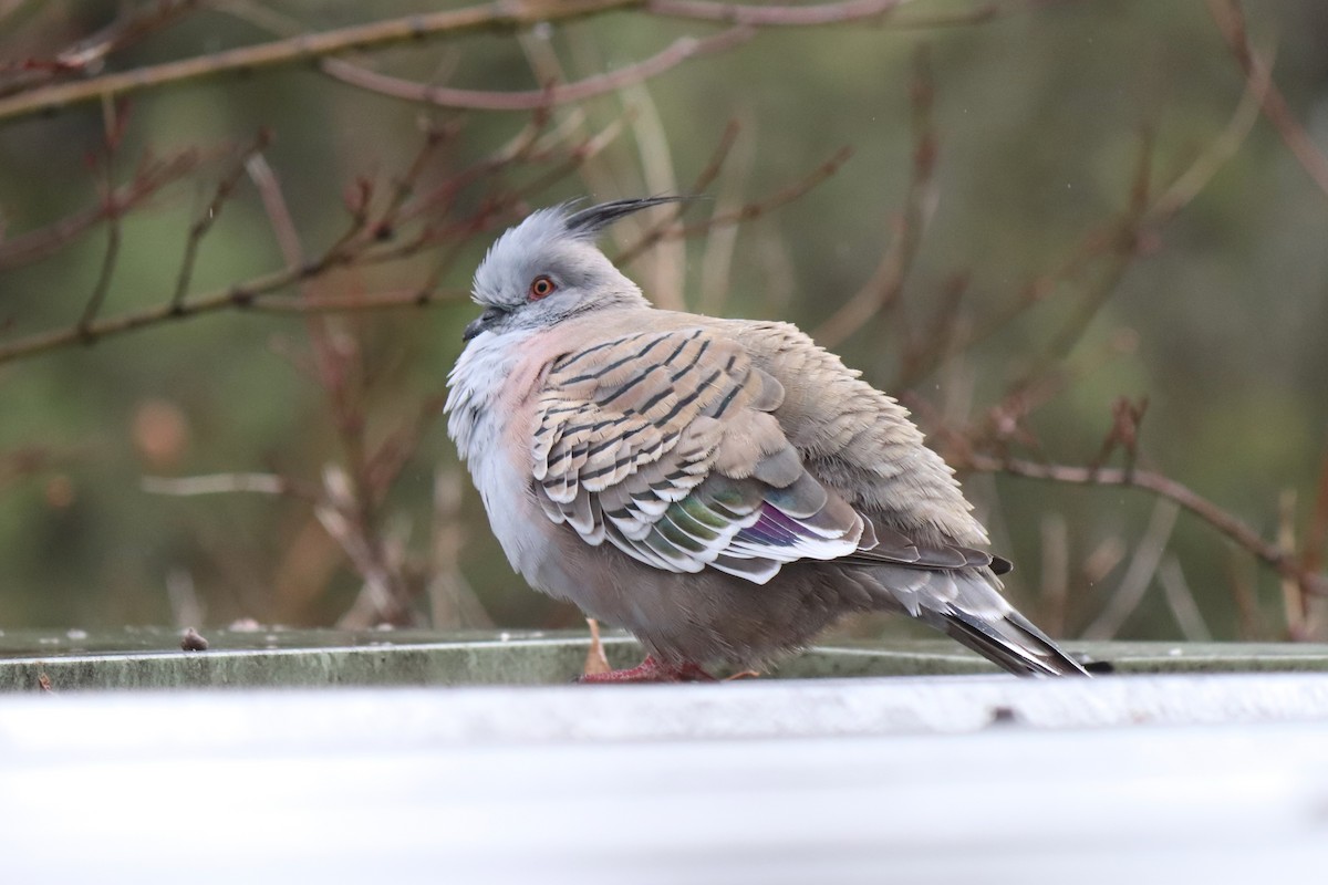 Crested Pigeon - ML638512286