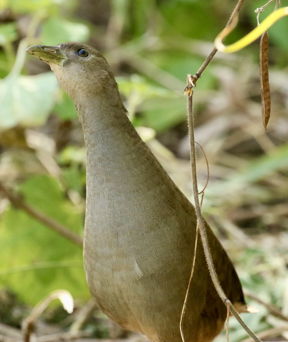 Pale-vented Bush-hen - ML638512297