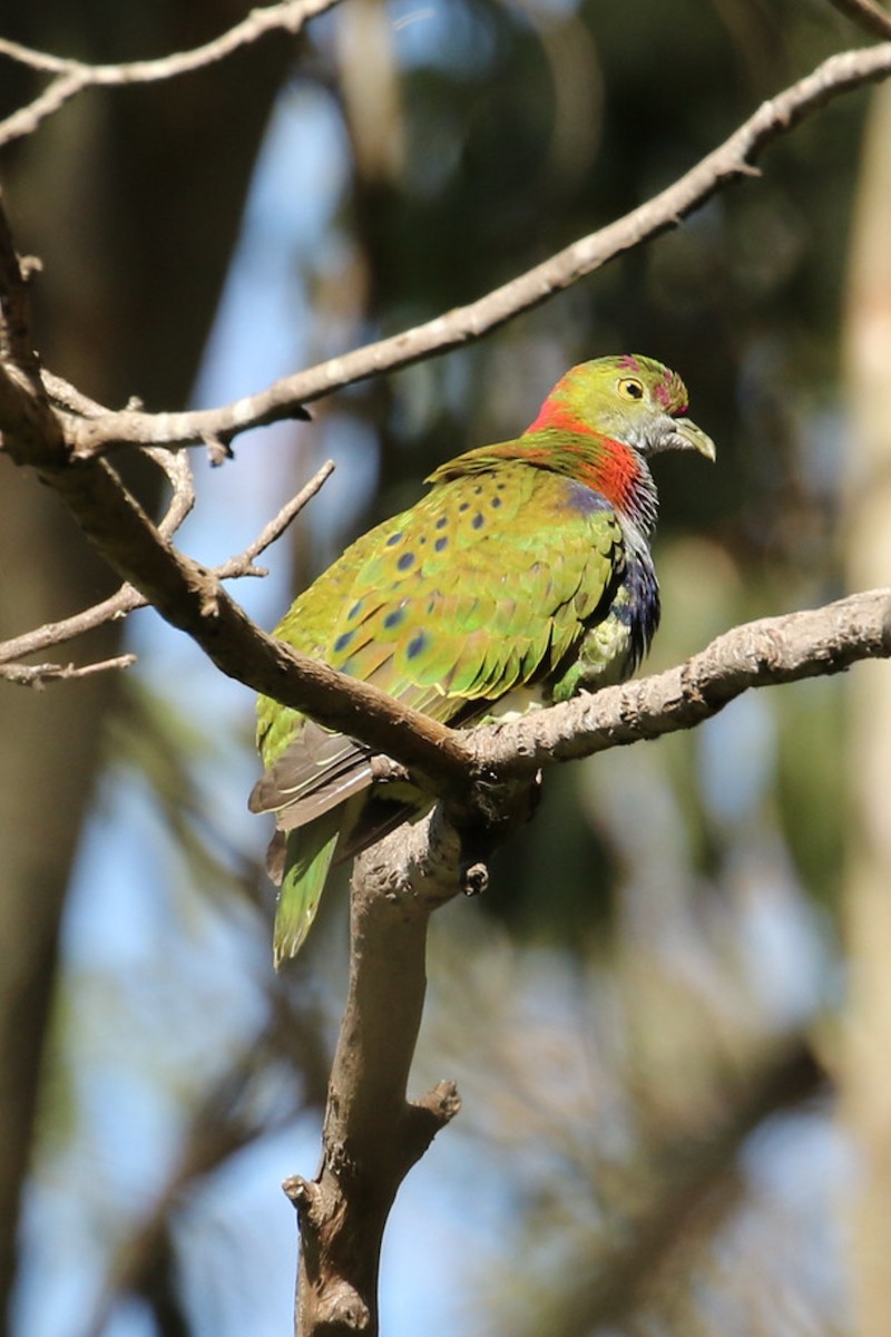 Superb Fruit-Dove - ML638512302