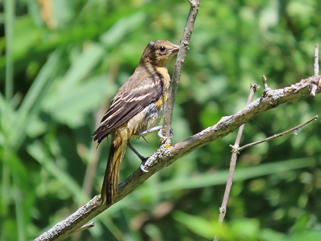 Baltimore Oriole - ML638512354