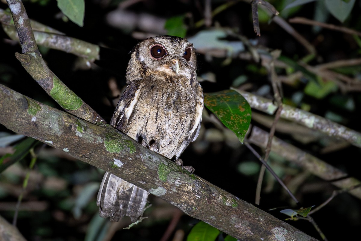 Collared Scops-Owl - ML638512382