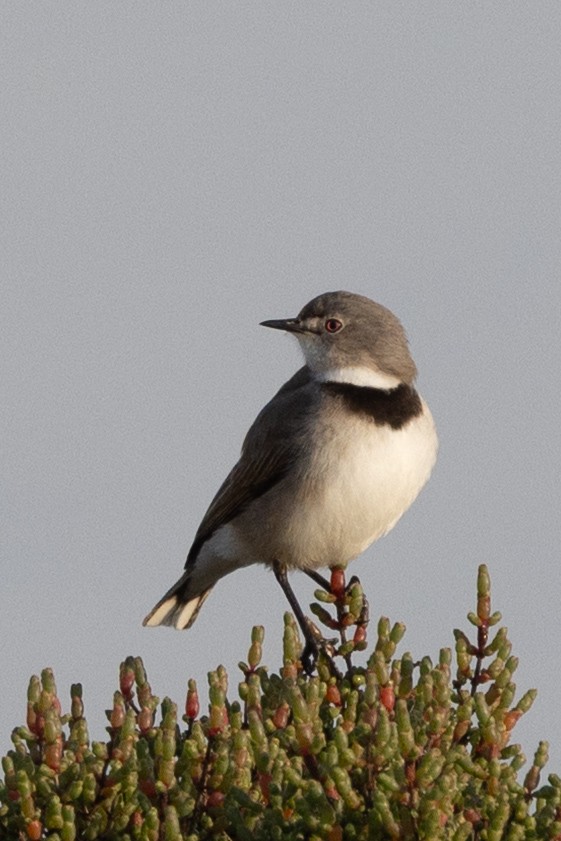 hvithodehonningskvett - ML638512384