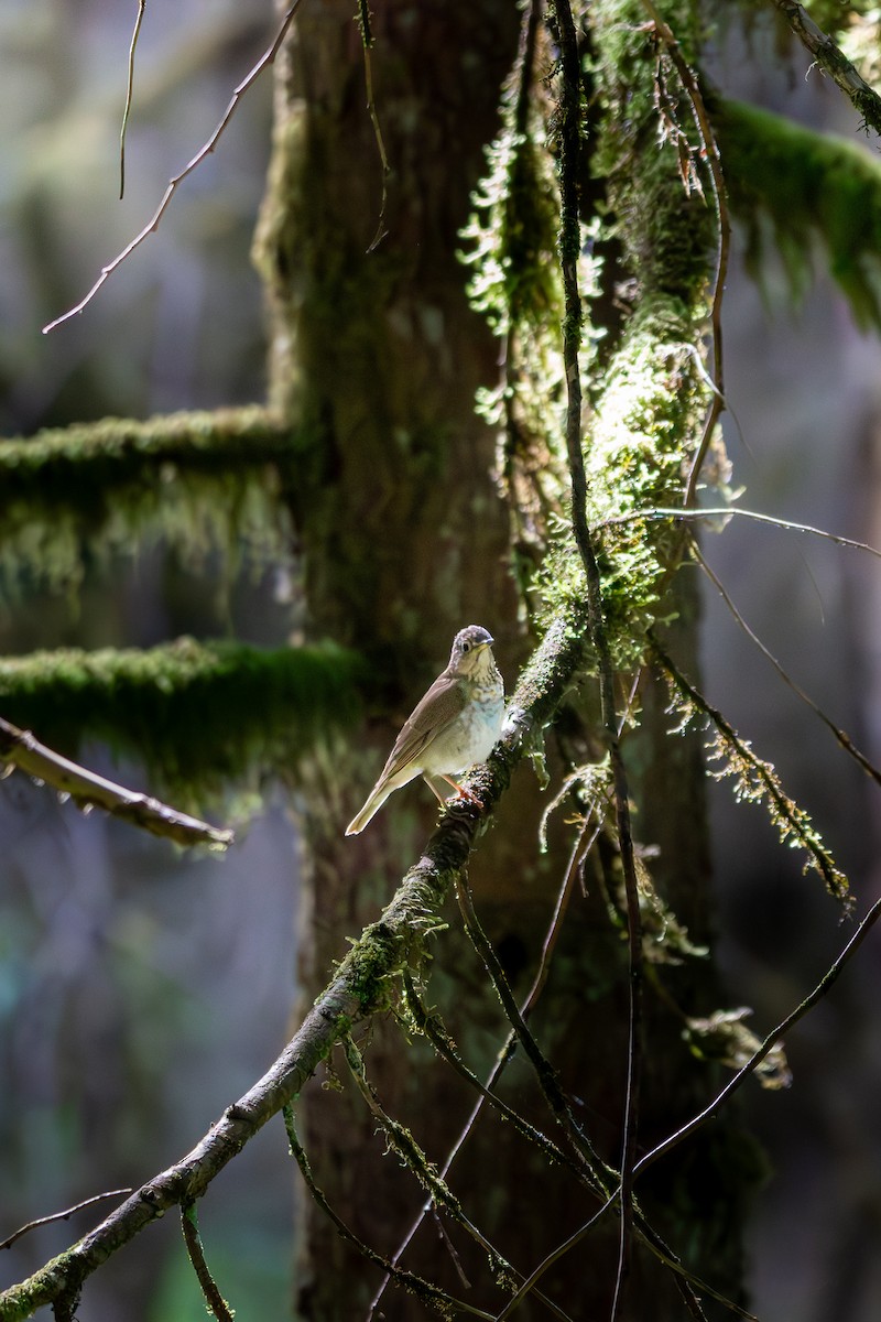 Swainson's Thrush - ML638512398