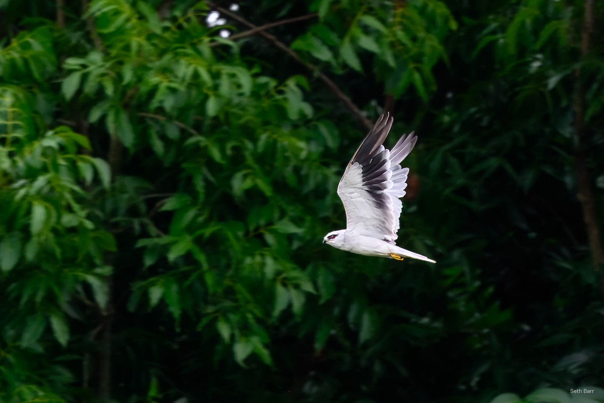 Black-winged Kite (Asian) - ML638512414