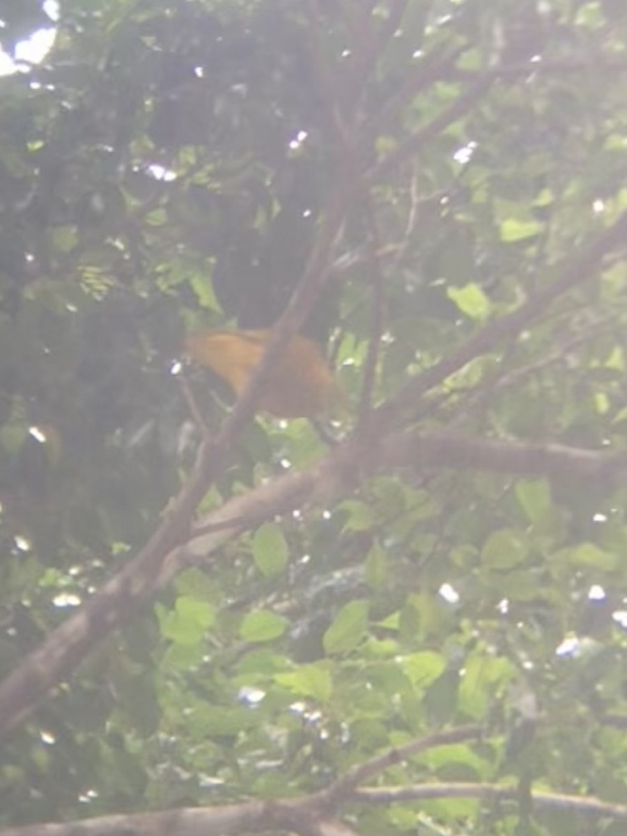 Golden Dove - ML638512446