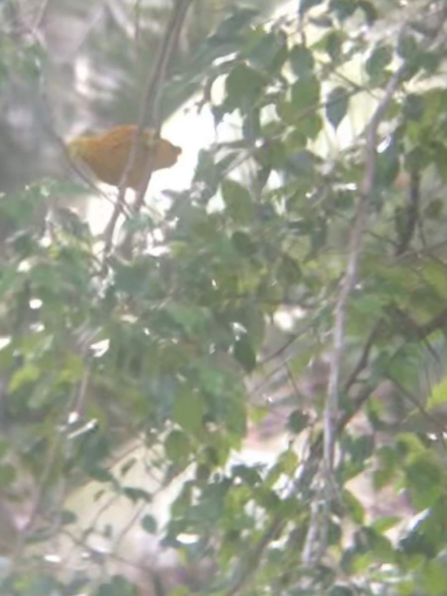 Golden Dove - ML638512447