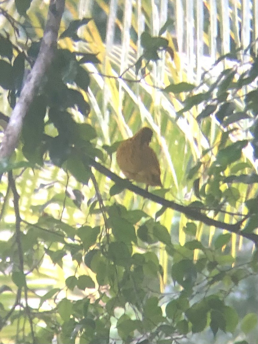 Golden Dove - ML638512448
