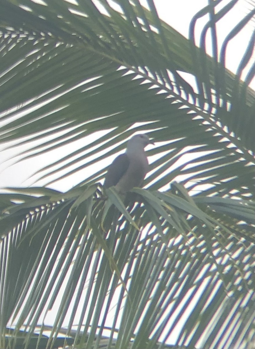 Barking Imperial-Pigeon - ML638512450