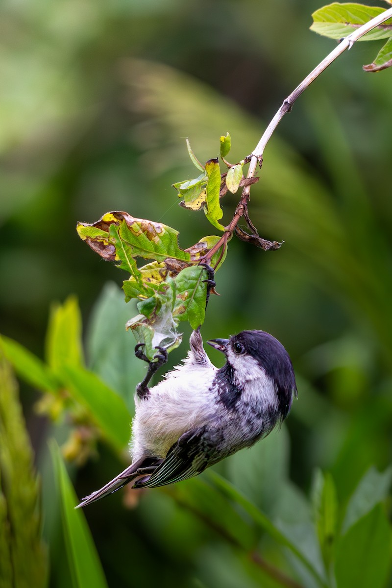 Black-capped Chickadee - ML638512462