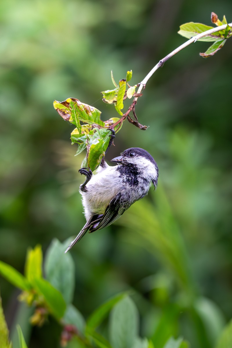 Black-capped Chickadee - ML638512464