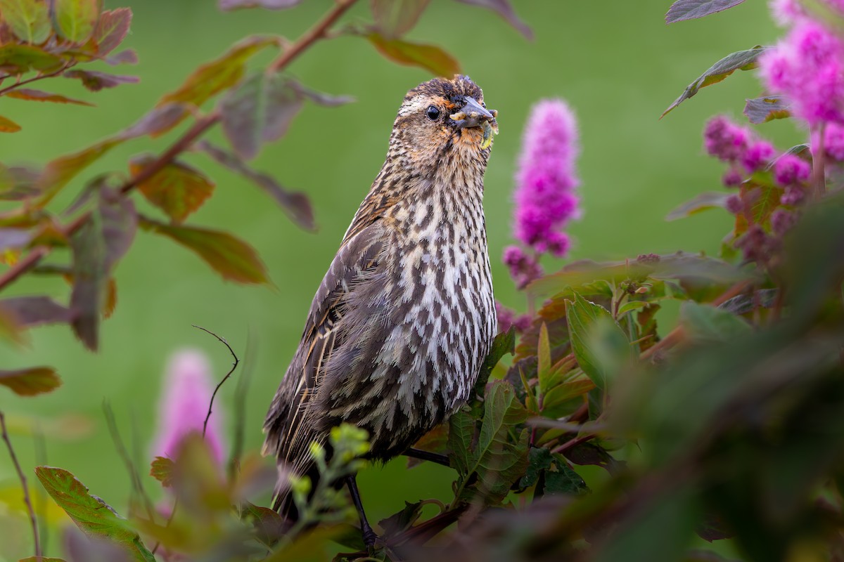Red-winged Blackbird - ML638512468