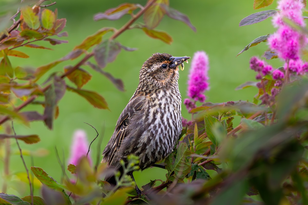 Red-winged Blackbird - ML638512470