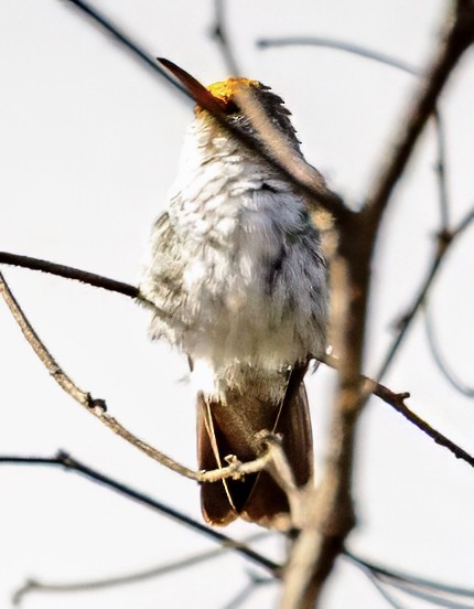 Green-and-white Hummingbird - ML638512504