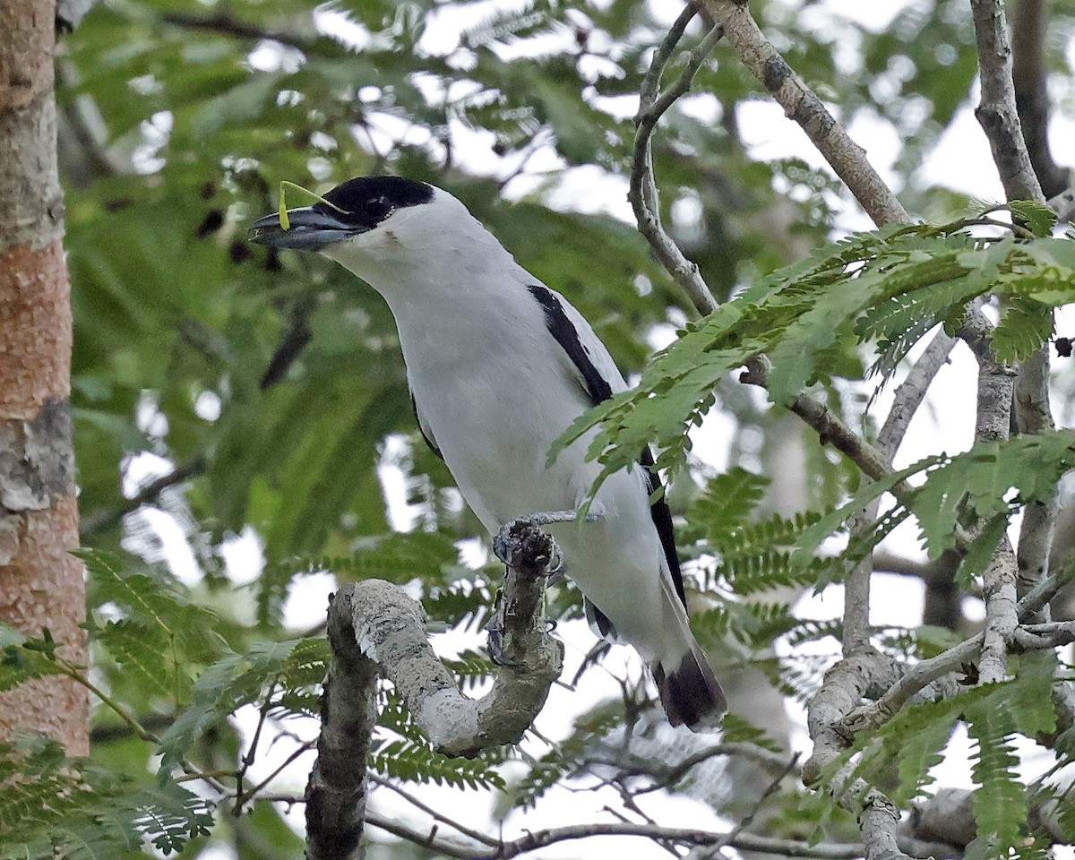 Black-crowned Tityra - ML638512514