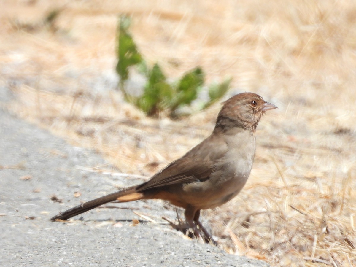California Towhee - ML638512532
