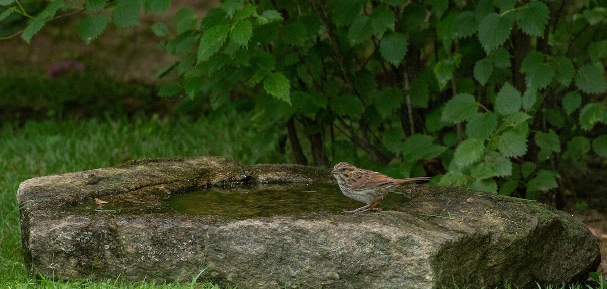 Song Sparrow - ML638512536