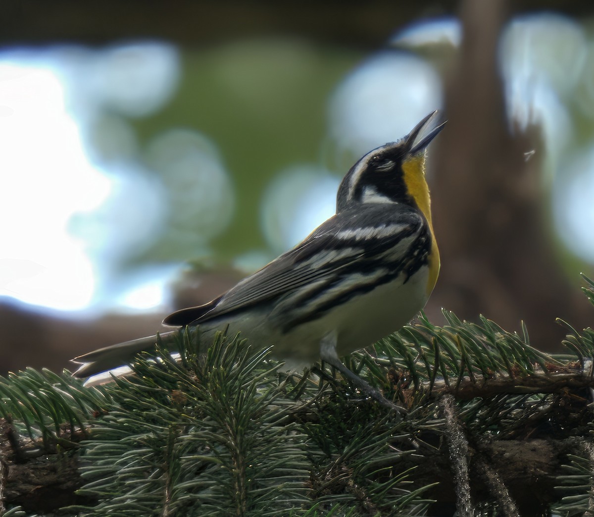Yellow-throated Warbler - ML638512543