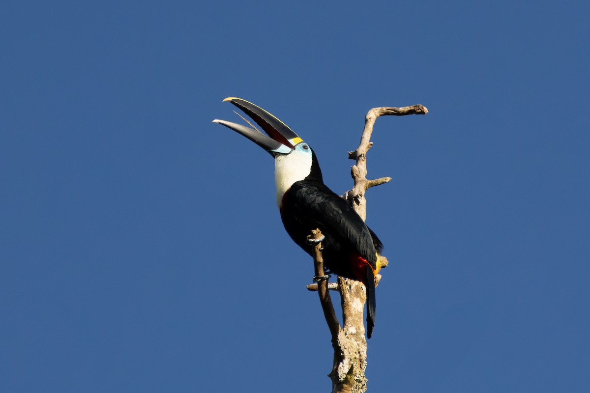Channel-billed Toucan - ML638512582