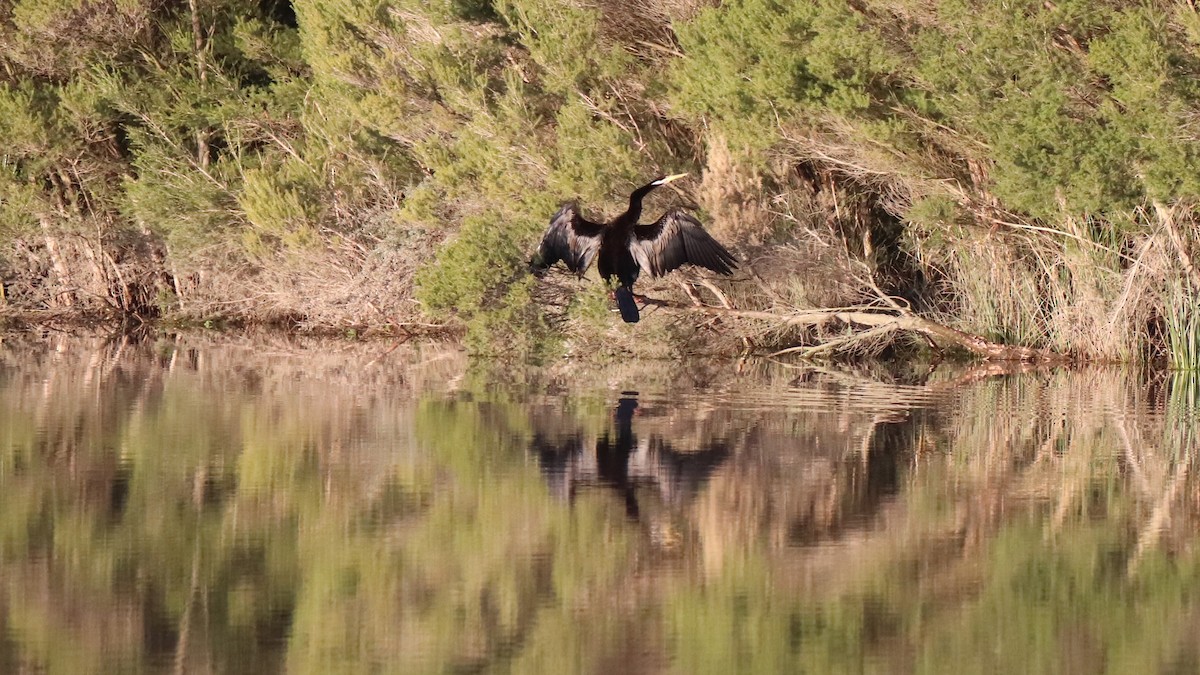 Australasian Darter - ML638512593